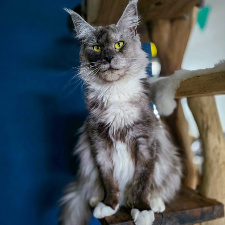 "Misty" Country Gulliver's Rosalinda